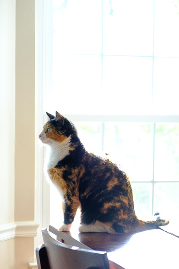 Calico cat looking out window