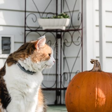 Calico cat and pumpkin
