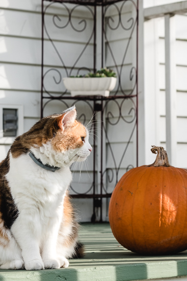 Calico cat and pumpkin