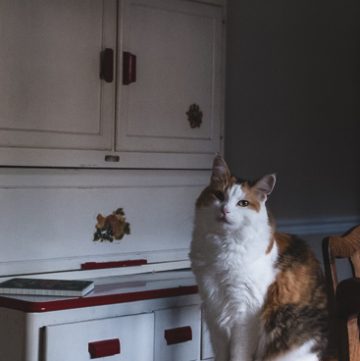 Calico cat in dining room