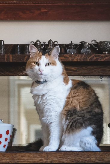 Calico cat on sideboard