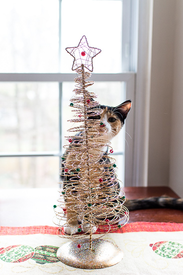 Calico kitten and her Christmas Tree