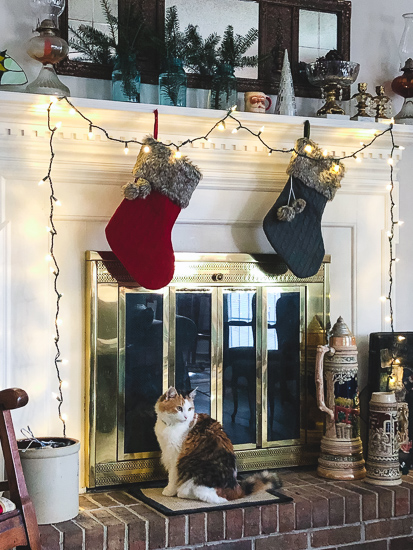 Calico cat and Christmas stockings