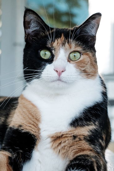 Calico cat