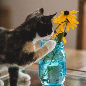 Calico kitten with Black-eyed Susans