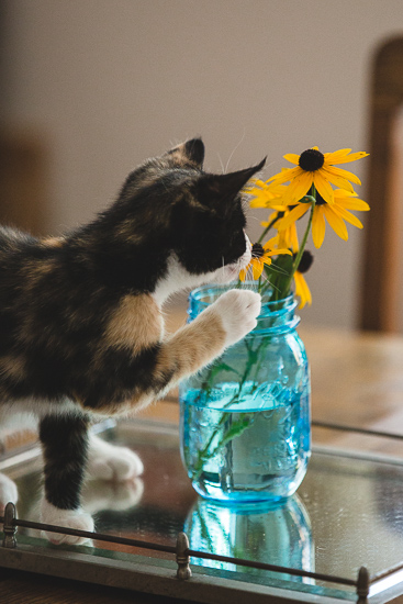 Calico kitten with Black-eyed Susans