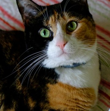 Calico cat looking up at the camera