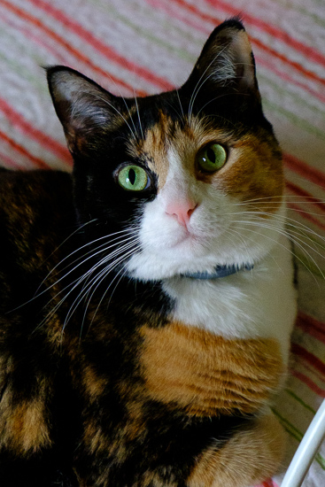 Calico cat looking up at the camera