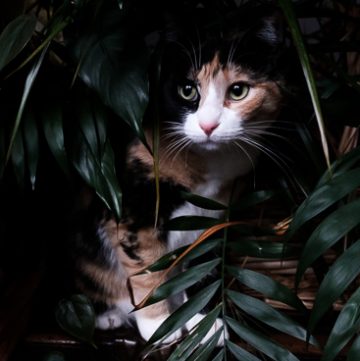 Calico cat in houseplants.