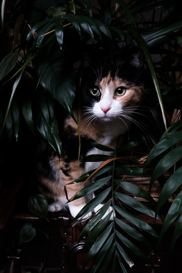Calico cat in houseplants.