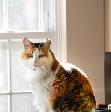 Calico cat looking at camera in front of a window.
