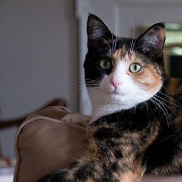 Calico cat on the couch.