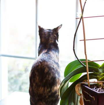 Calico cat looking out the window