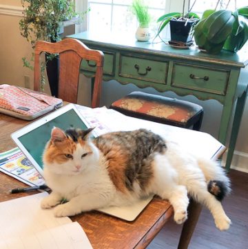 Calico cat on laptop