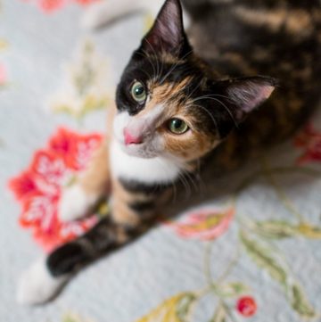 Calico cat looking up at the camera.