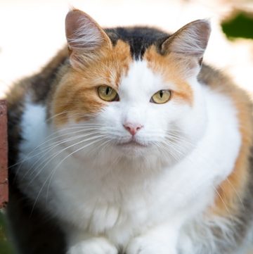 Calico cat on brick wall