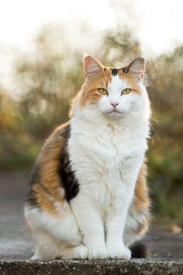 Calico cat on sidewalk