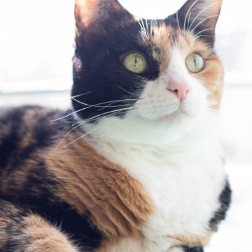 Calico cat, Luxie.