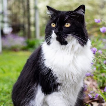 black and white cat