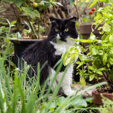Black and White cat in the garden.