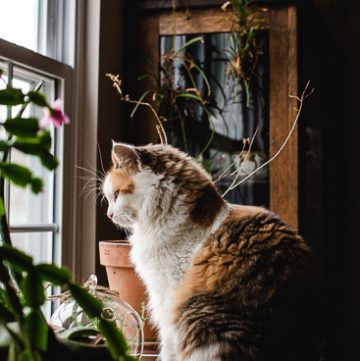 Calico cat looking out the windwo.