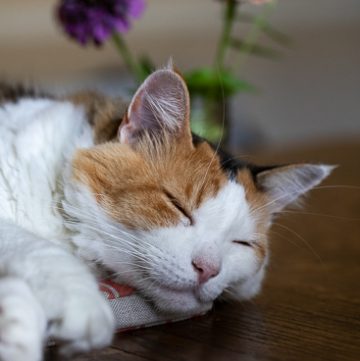 Calico cat sleeping
