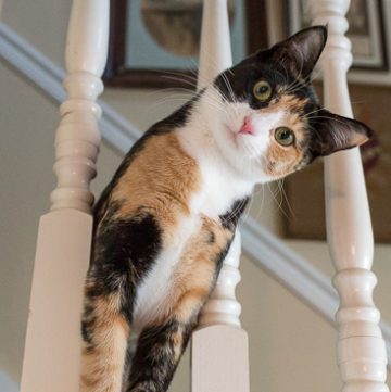 Calico cat on the stairs.