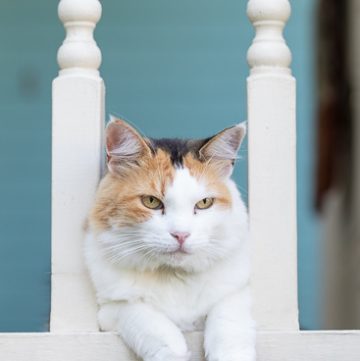 Calico cat on the porch.