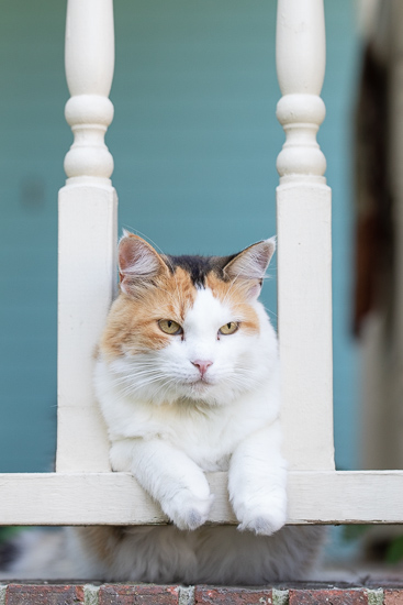 Calico cat on the porch.