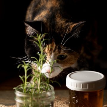 calico cat smelling the rosemary.