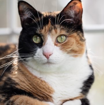Calico cat looking at the camera.