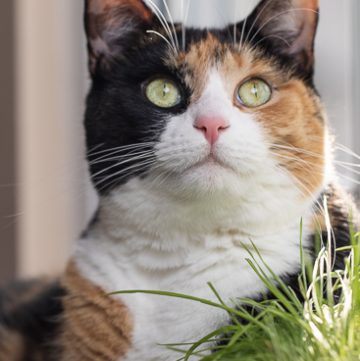 calico cat looking up.