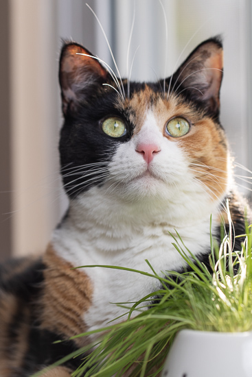 calico cat looking up.