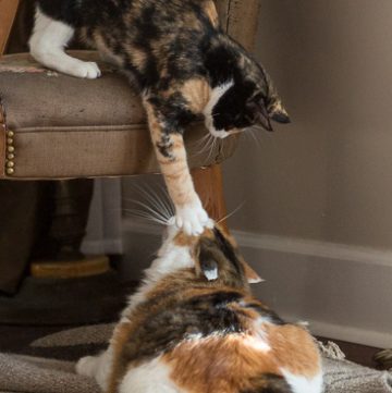Calico cats playing.