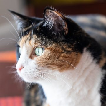 Close up of calico cat.