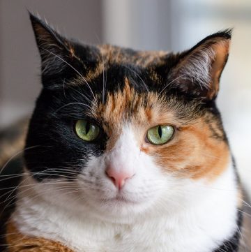 Calico cat.