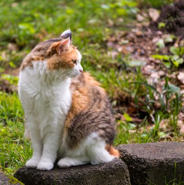 Calico cat looking off to the side.