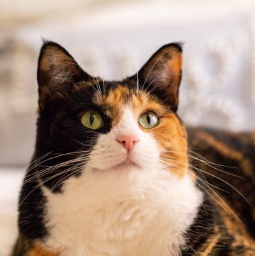 Calico cat looking up.