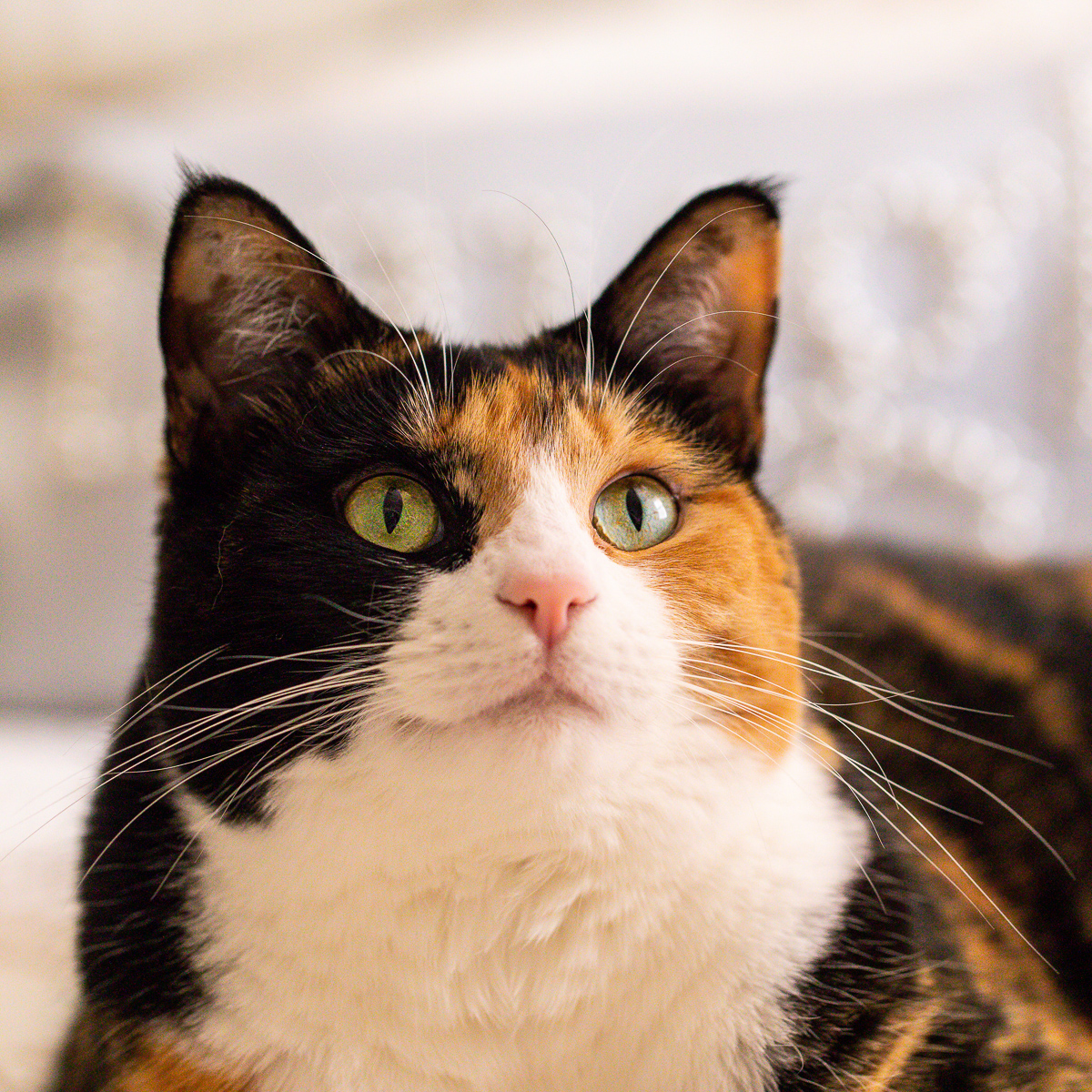 Calico cat looking up.