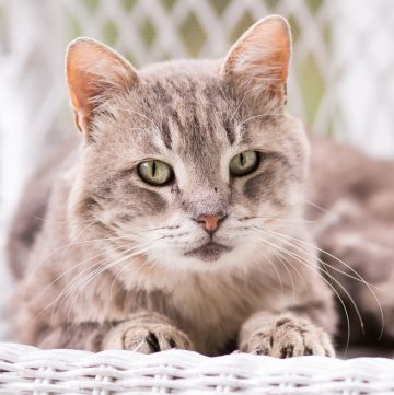 Light gray tabby cat.