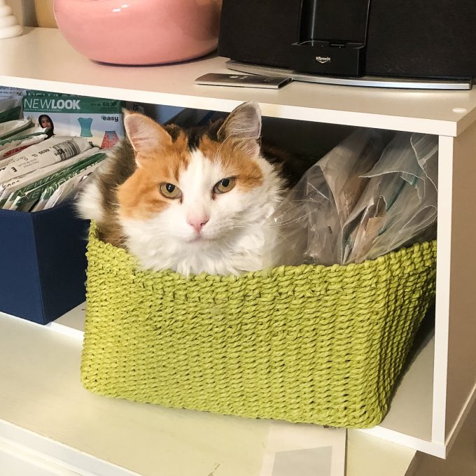 Calico cat in basket.