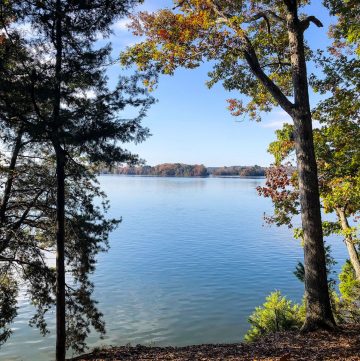 View of a lake between the trees.