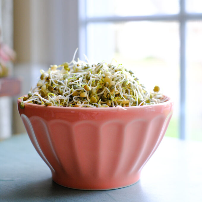 Lentil sprouts in a peach colored bowl.